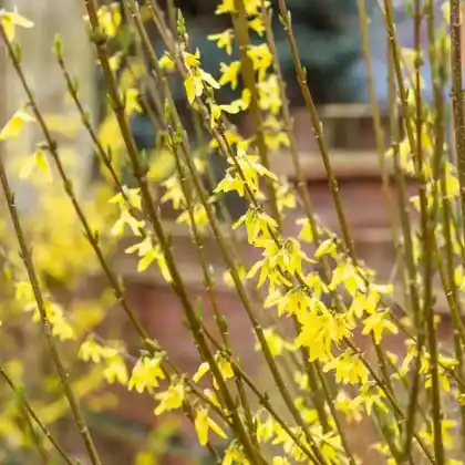Foto von Goldglöckchen 'Goldrausch' (Forsythia x intermedia 'Goldrausch')