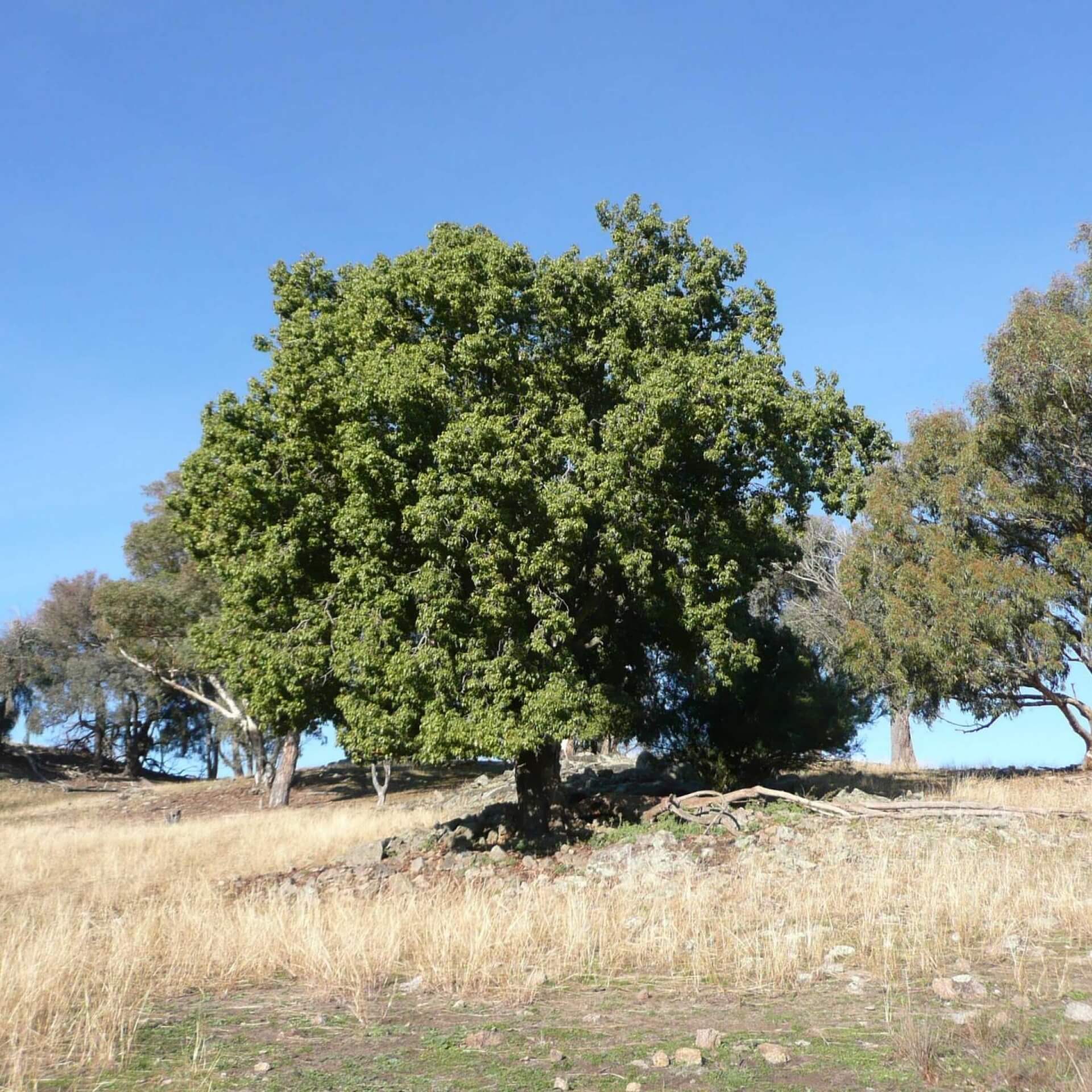 Pappelblättriger Flaschenbaum (Brachychiton populneus)