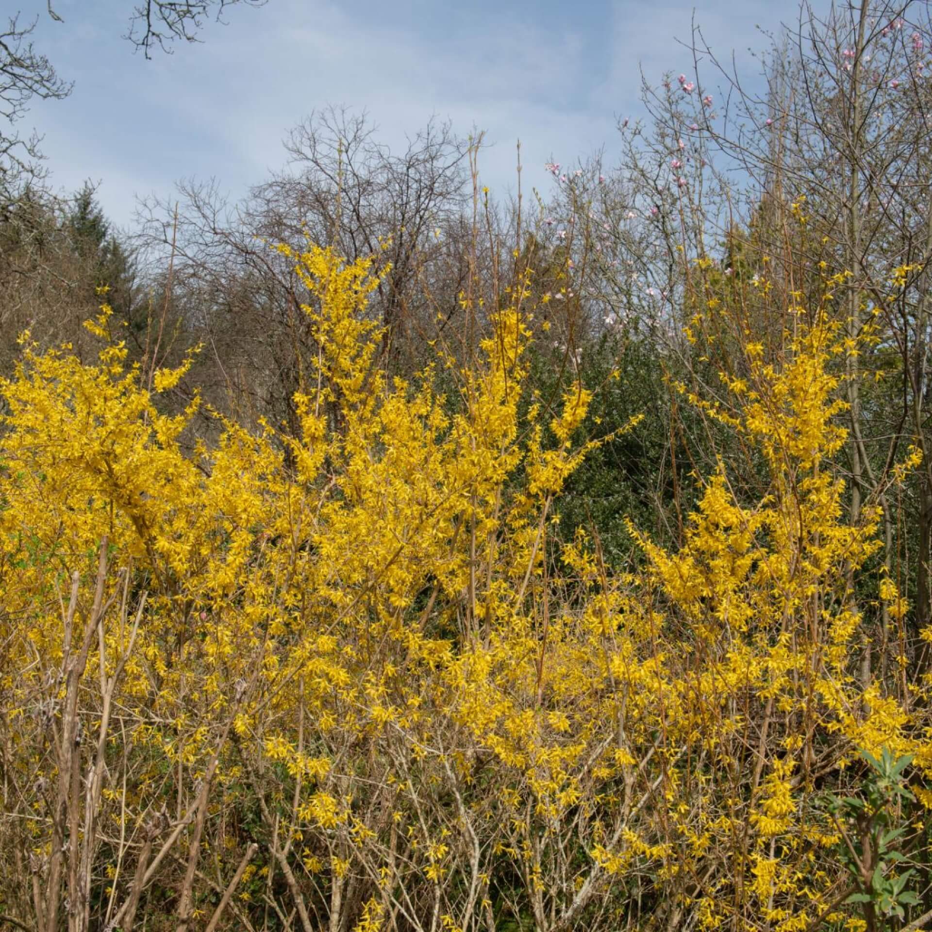 Goldglöckchen 'Spectabilis' (Forsythia x intermedia 'Spectabilis')