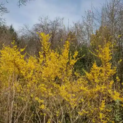 Foto von Goldglöckchen 'Spectabilis' (Forsythia x intermedia 'Spectabilis')