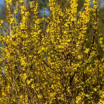 Foto von Goldglöckchen 'WEEK END' (Forsythia x intermedia 'WEEK END')