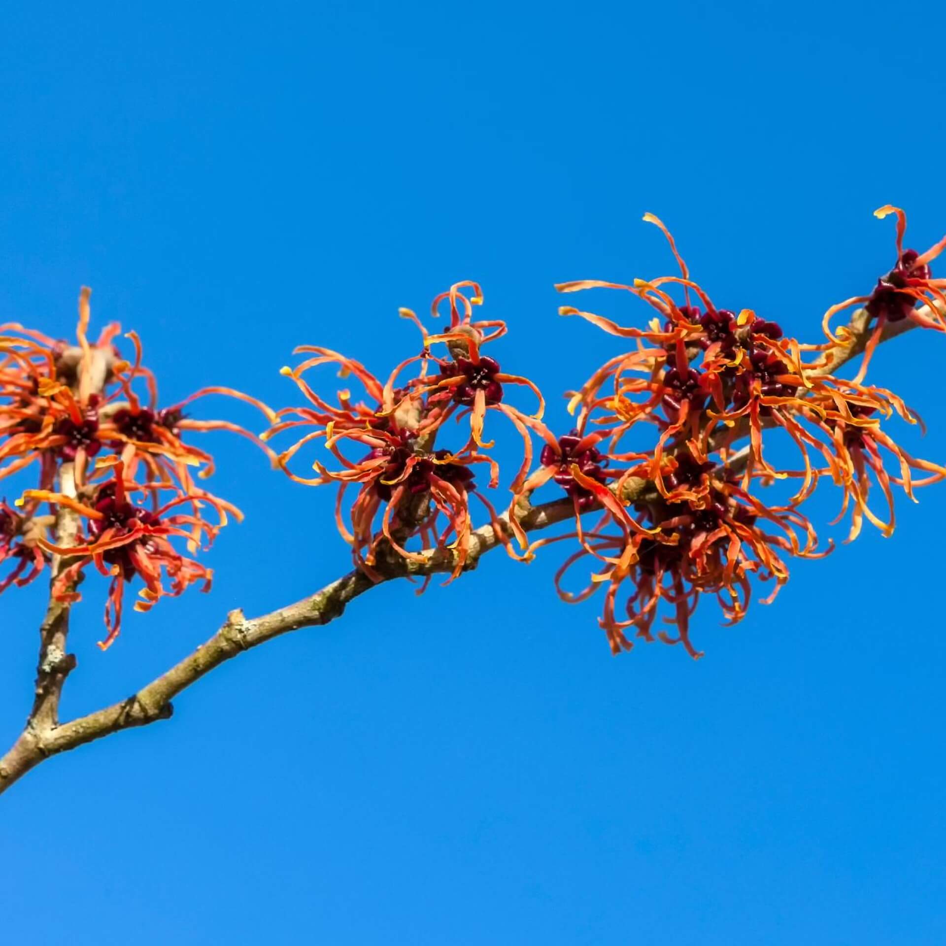 Zaubernuss 'Jelena' (Hamamelis x intermedia 'Jelena')