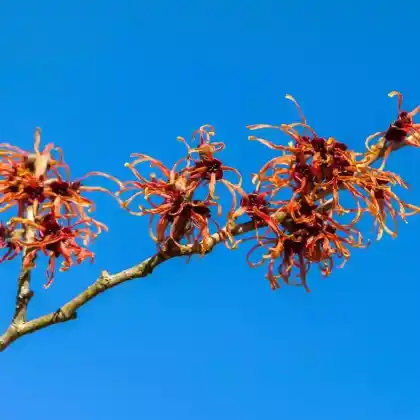 Foto von Zaubernuss 'Jelena' (Hamamelis x intermedia 'Jelena')