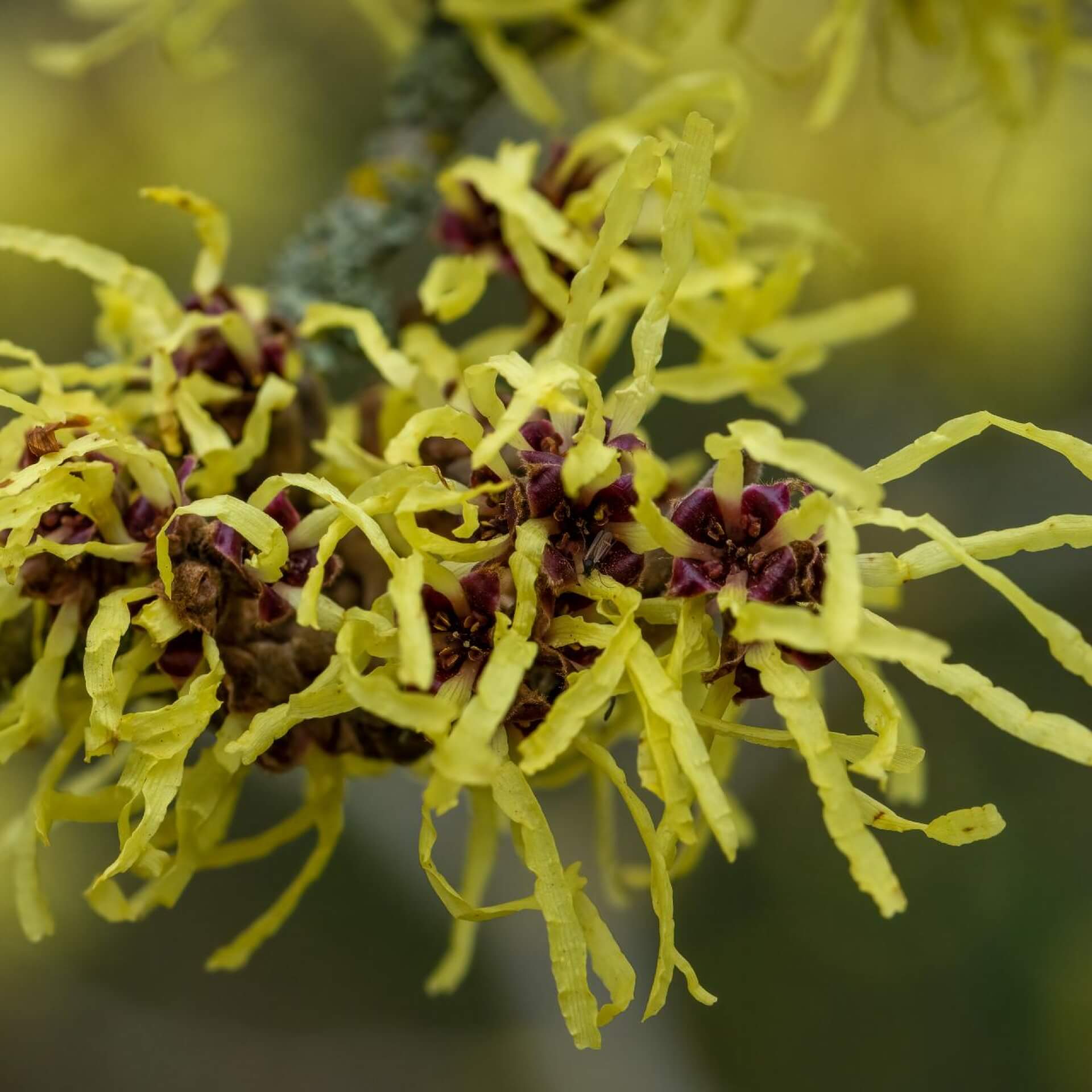 Zaubernuss 'Pallida' (Hamamelis x intermedia 'Pallida')