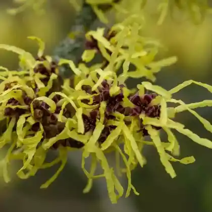 Foto von Zaubernuss 'Pallida' (Hamamelis x intermedia 'Pallida')