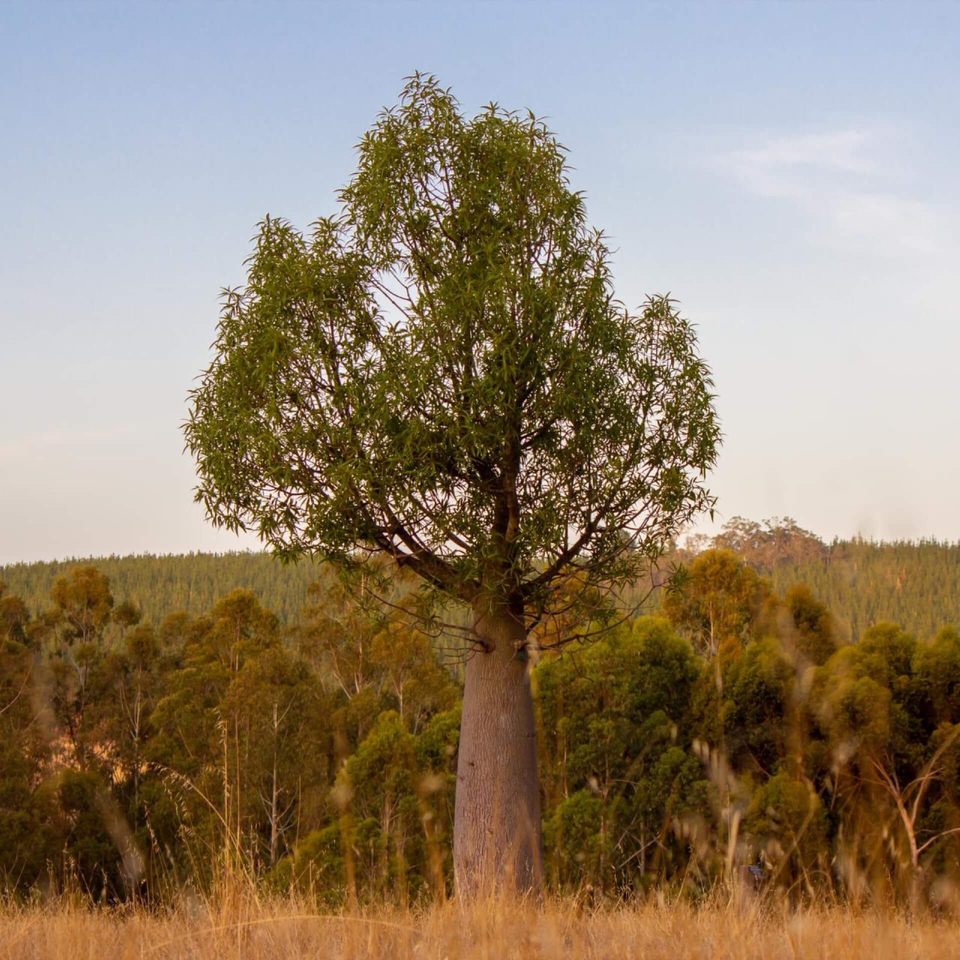 Queensland-Flaschenbaum (Brachychiton rupestris)