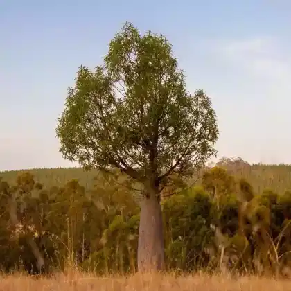 Foto von Queensland-Flaschenbaum (Brachychiton rupestris)