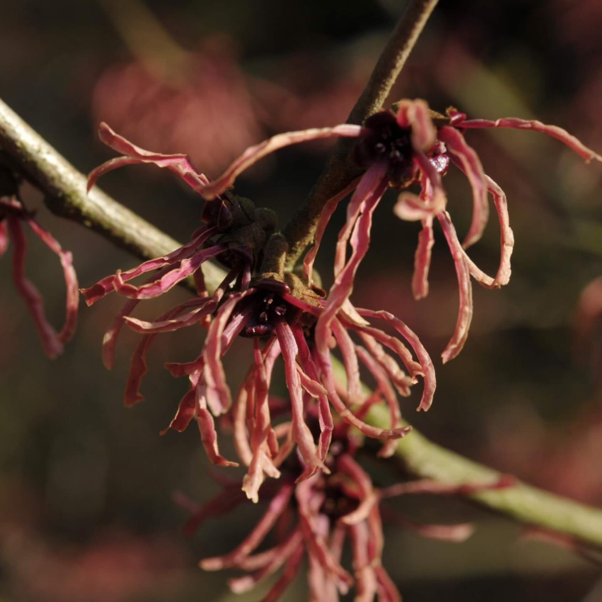 Zaubernuss 'Ruby Glow' (Hamamelis x intermedia 'Ruby Glow')