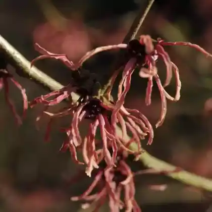 Foto von Zaubernuss 'Ruby Glow' (Hamamelis x intermedia 'Ruby Glow')