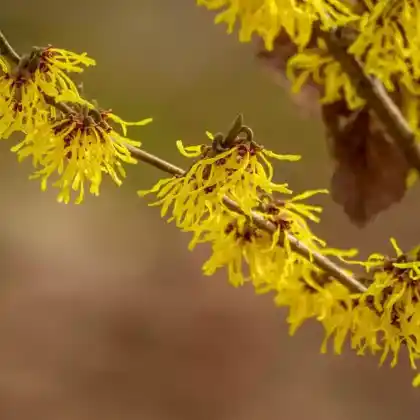 Foto von Chinesische Zaubernuss (Hamamelis mollis)