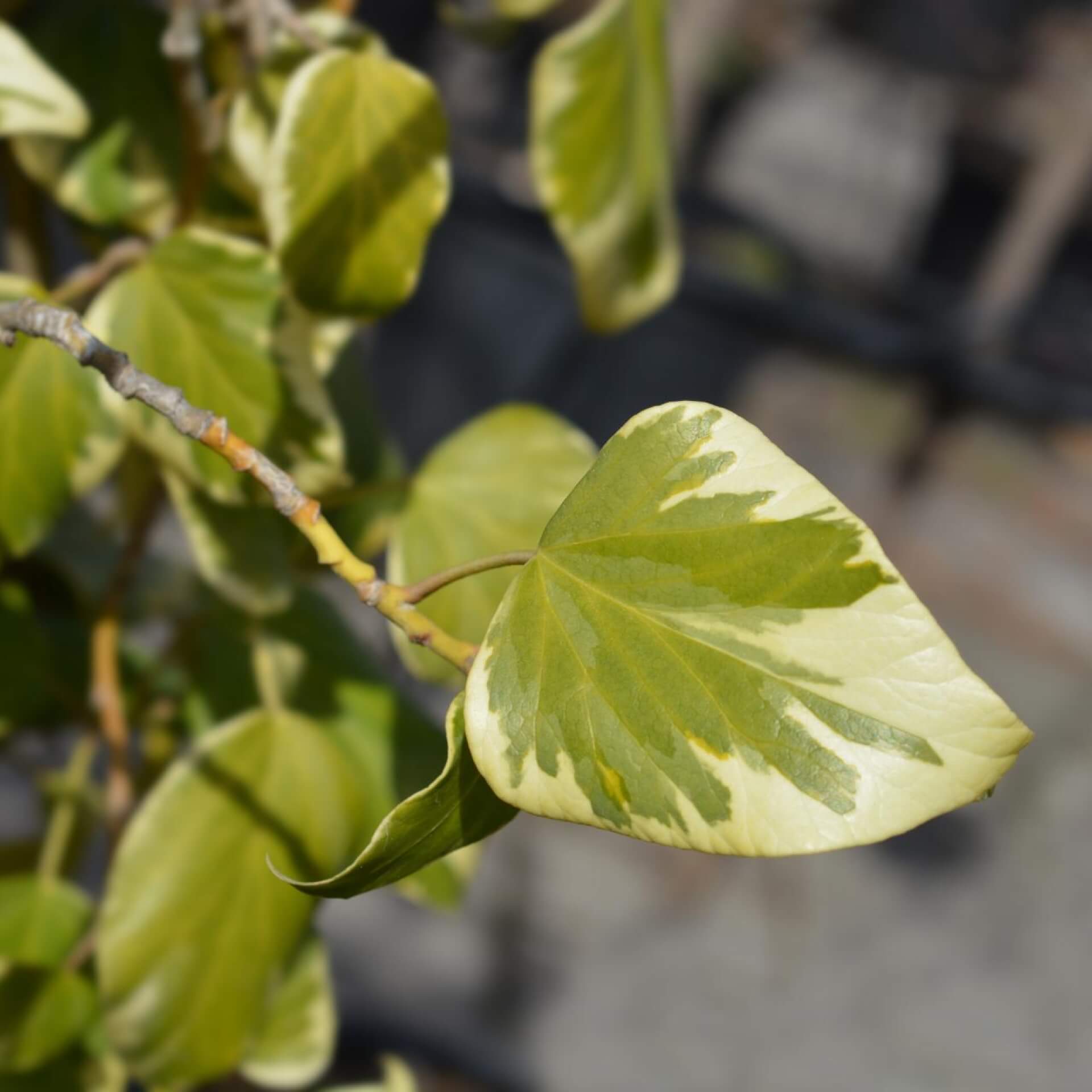 Buntlaubiger Kaukasischer Efeu 'Dentata Variegata' (Hedera colchica 'Dentata Variegata')