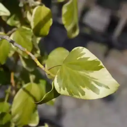 Foto von Buntlaubiger Kaukasischer Efeu 'Dentata Variegata' (Hedera colchica 'Dentata Variegata')