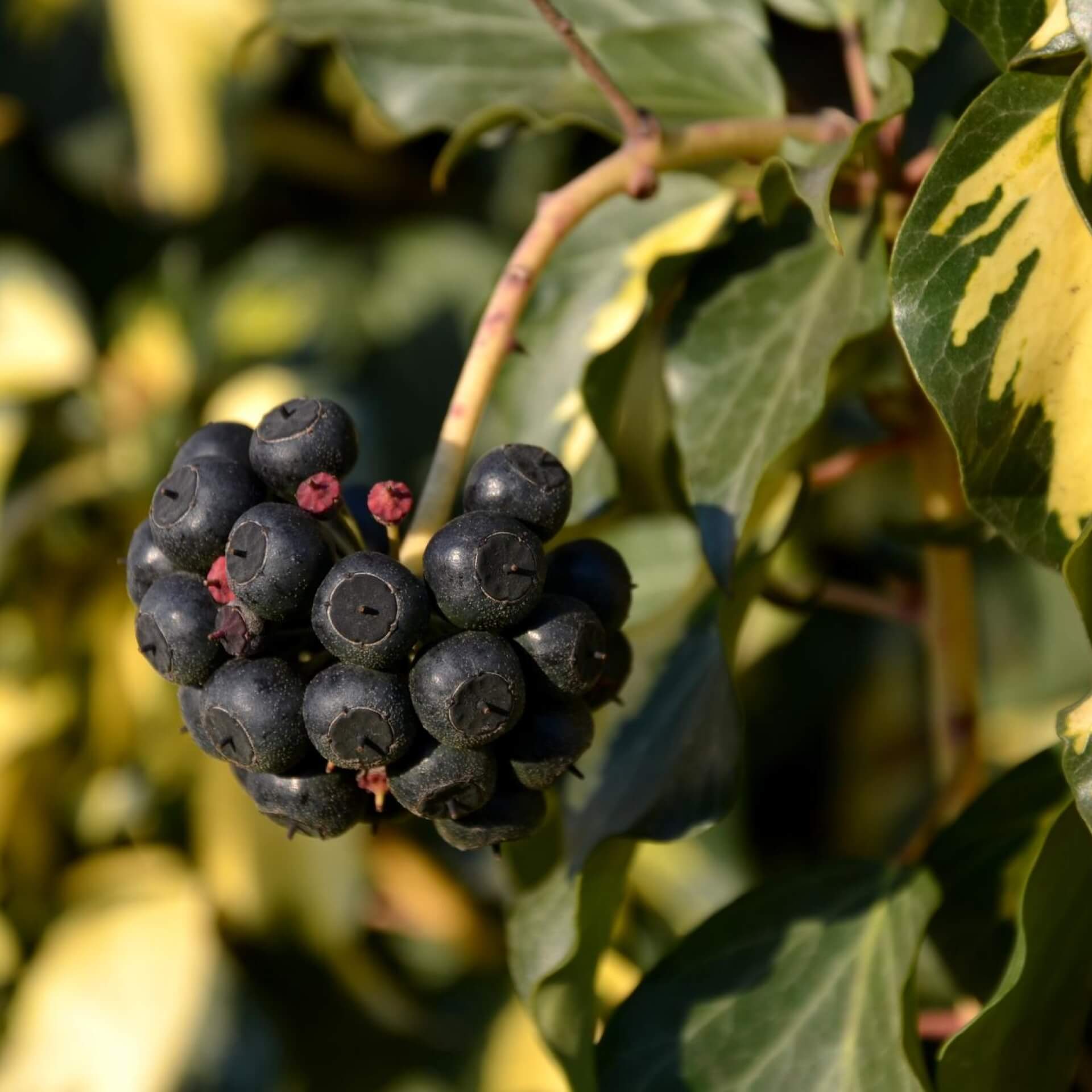 Goldefeu 'Goldheart' (Hedera helix 'Goldheart')