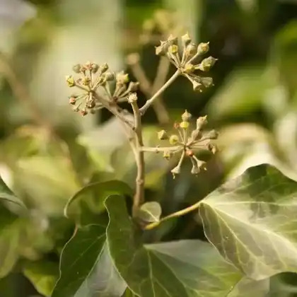 Foto von Efeu 'Woerner' (Hedera helix 'Woerner')