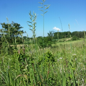 Brachypodium pinnatum