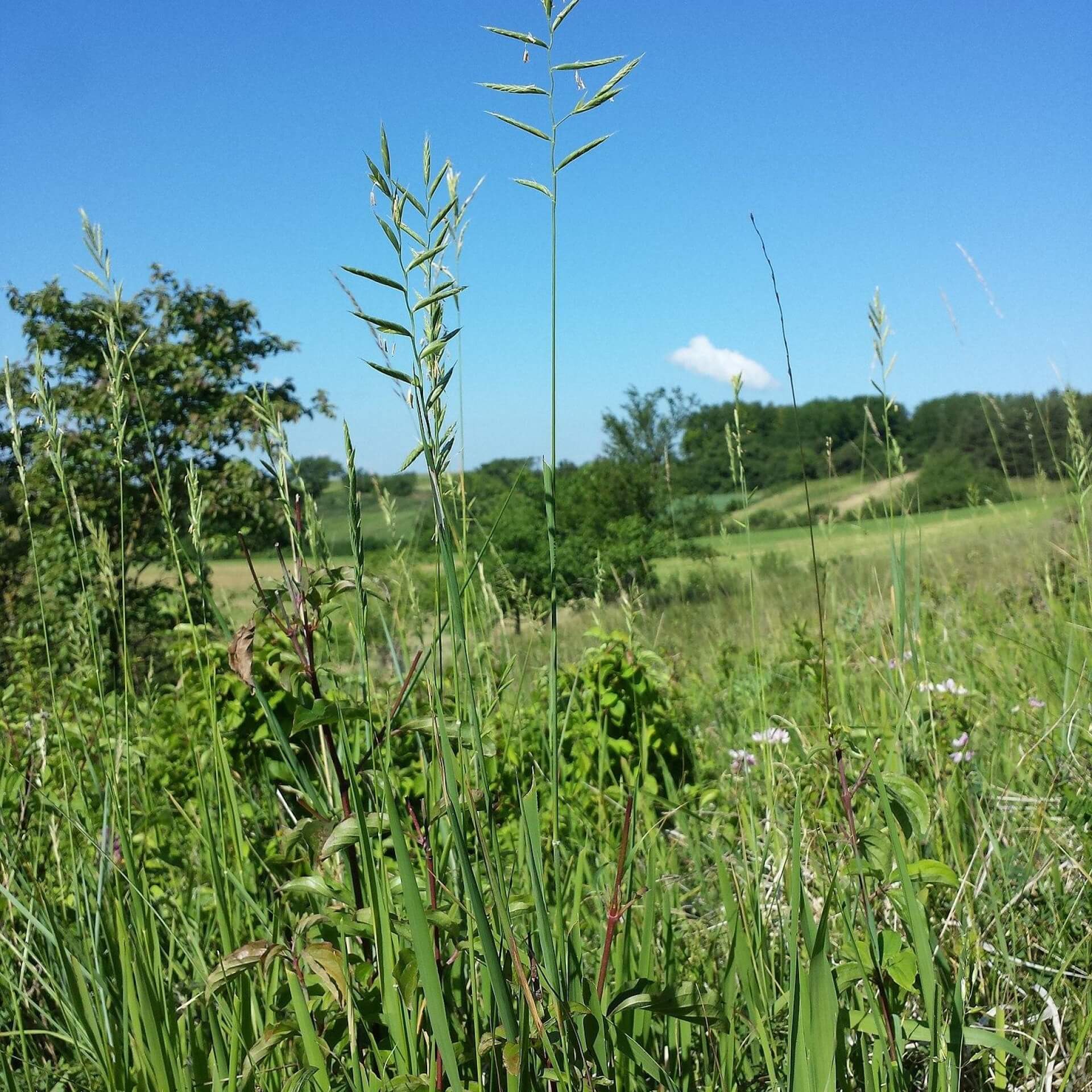 Fieder-Zwenke (Brachypodium pinnatum)