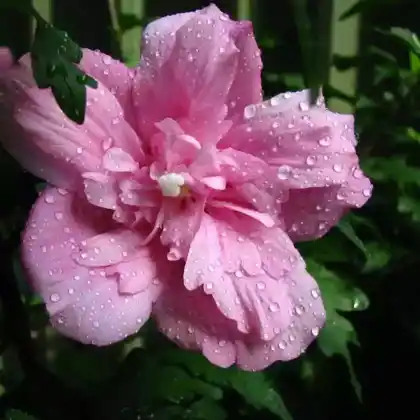 Foto von Garteneibisch 'Ardens' (Hibiscus syriacus 'Ardens')