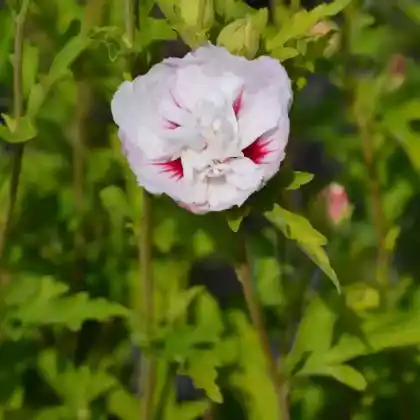 Foto von Garteneibisch 'China Chiffon' ® (Hibiscus syriacus 'China Chiffon')