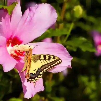 Foto von Garteneibisch 'Coelestris' (Hibiscus syriacus 'Coelestis')