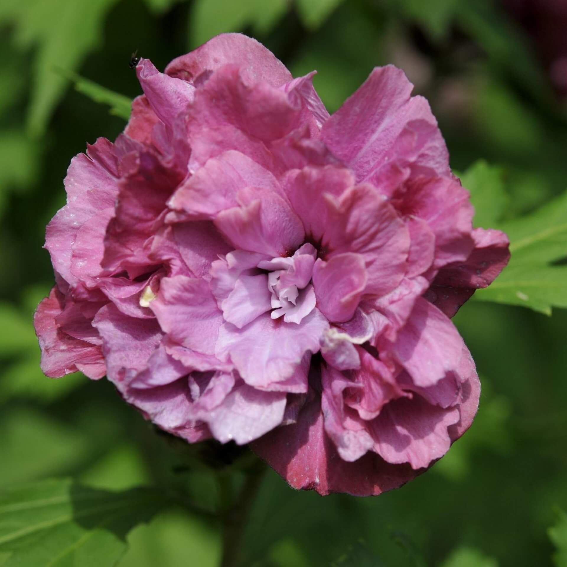 Garteneibisch 'Duc de Brabant' (Hibiscus syriacus 'Duc de Brabant')