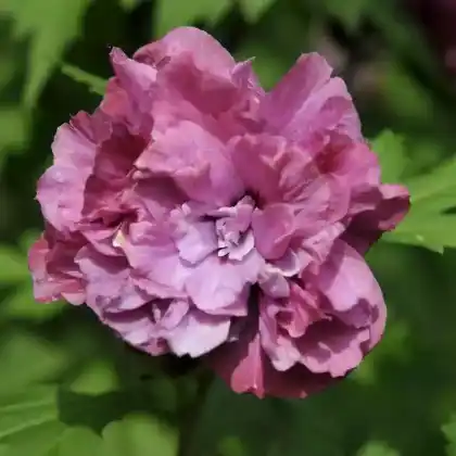 Foto von Garteneibisch 'Duc de Brabant' (Hibiscus syriacus 'Duc de Brabant')