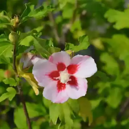 Foto von Garteneibisch 'Hamado' (Hibiscus syriacus 'Hamabo')