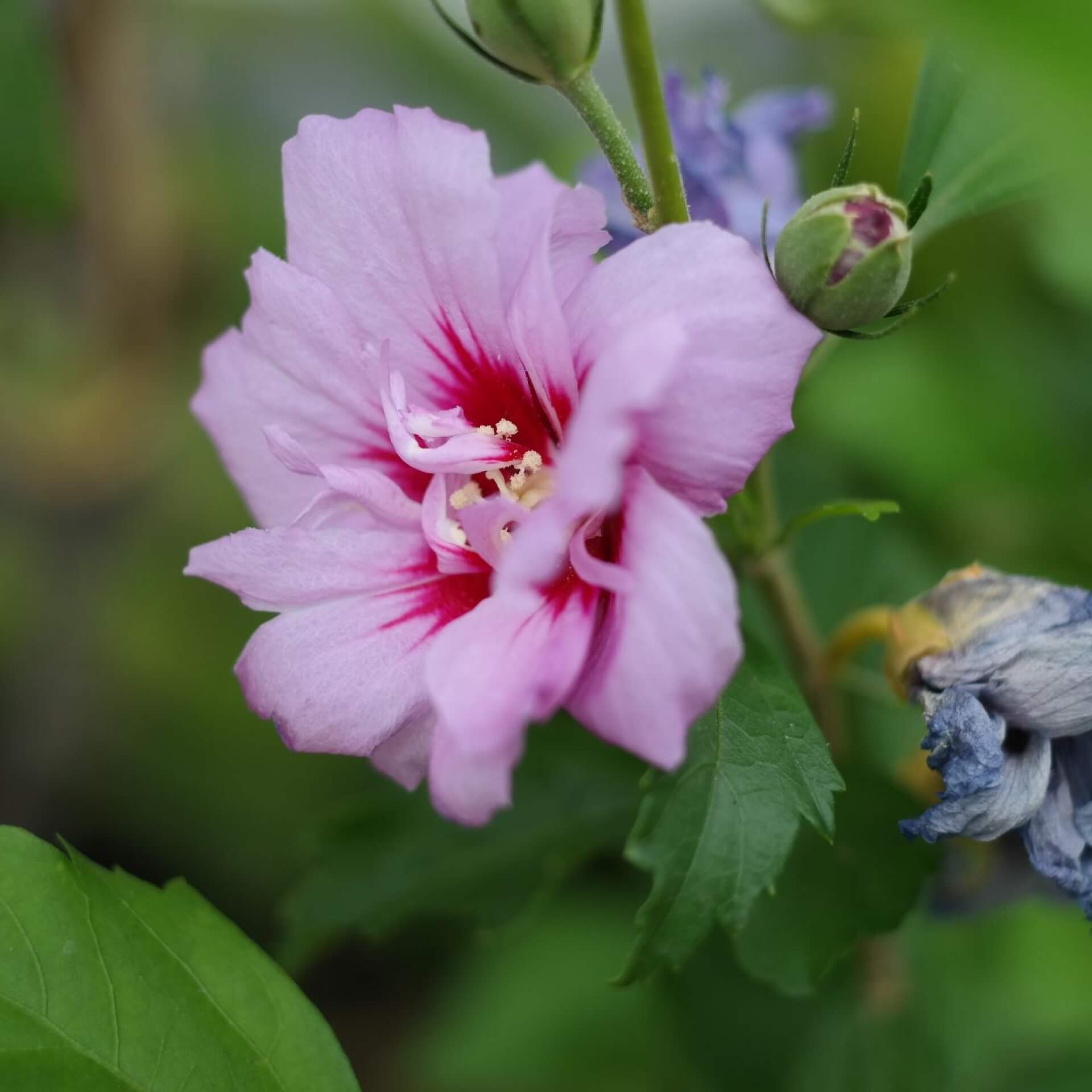 Garteneibisch 'Notwood One' (Hibiscus syriacus 'Notwood One')