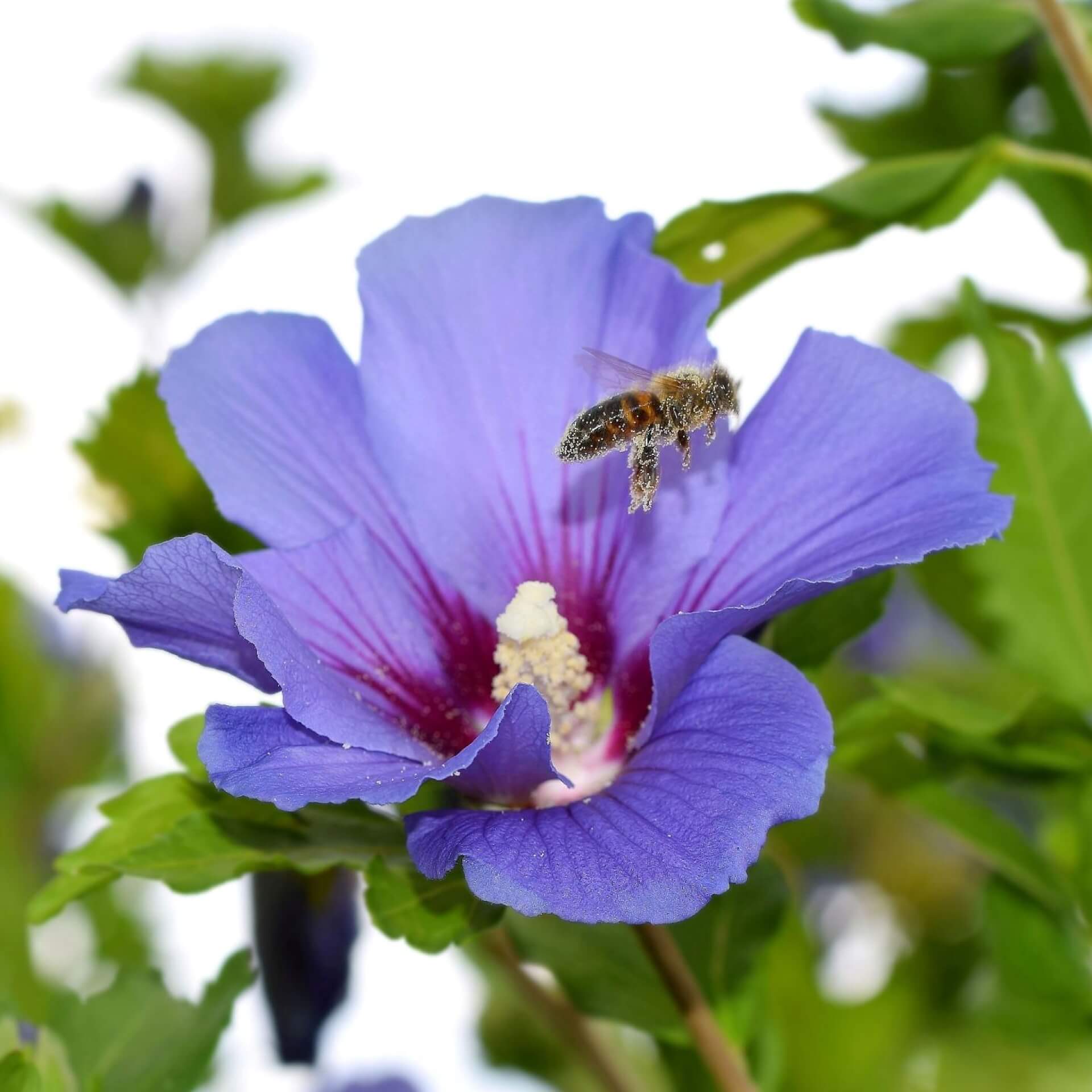 Garteneibisch 'Oiseau Bleu' (Hibiscus syriacus 'Oiseau Bleu')