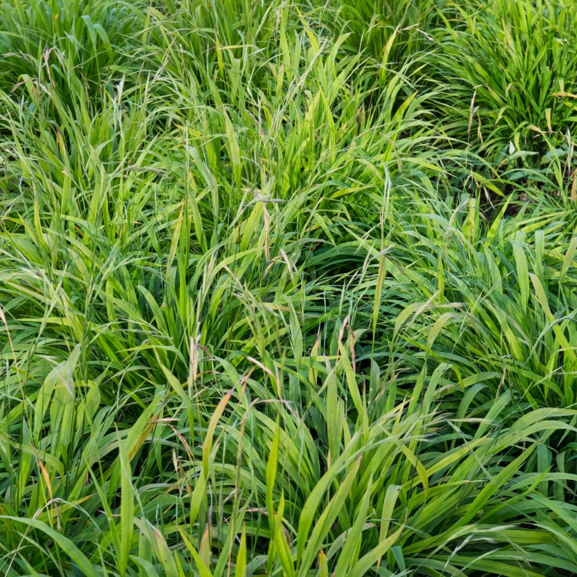 Wald-Zwenke (Brachypodium sylvaticum)