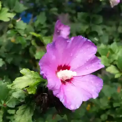 Foto von Garteneibisch 'Pink Giant' (Hibiscus syriacus 'Pink Giant')