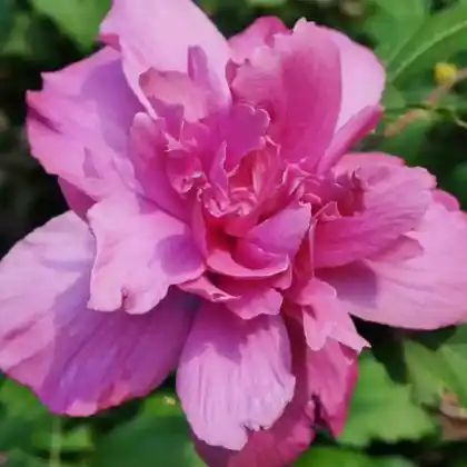 Foto von Garteneibisch 'Purple Ruffles' (Hibiscus syriacus 'Purple Ruffles')