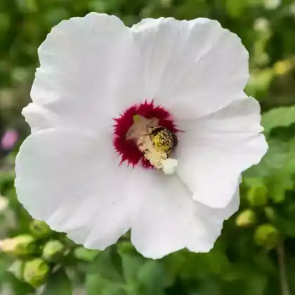 Foto von Garteneibisch 'Red Heart' (Hibiscus syriacus 'Red Heart')