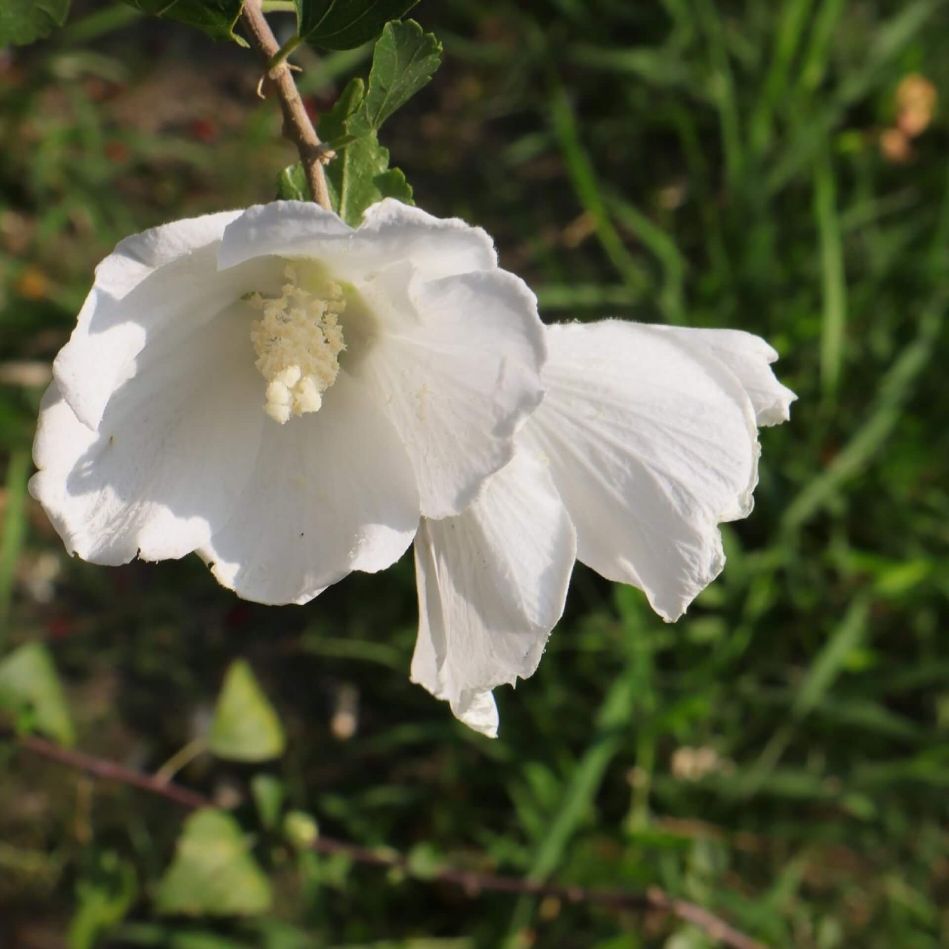 Garteneibisch 'Totus Albus' (Hibiscus syriacus 'Totus Albus')