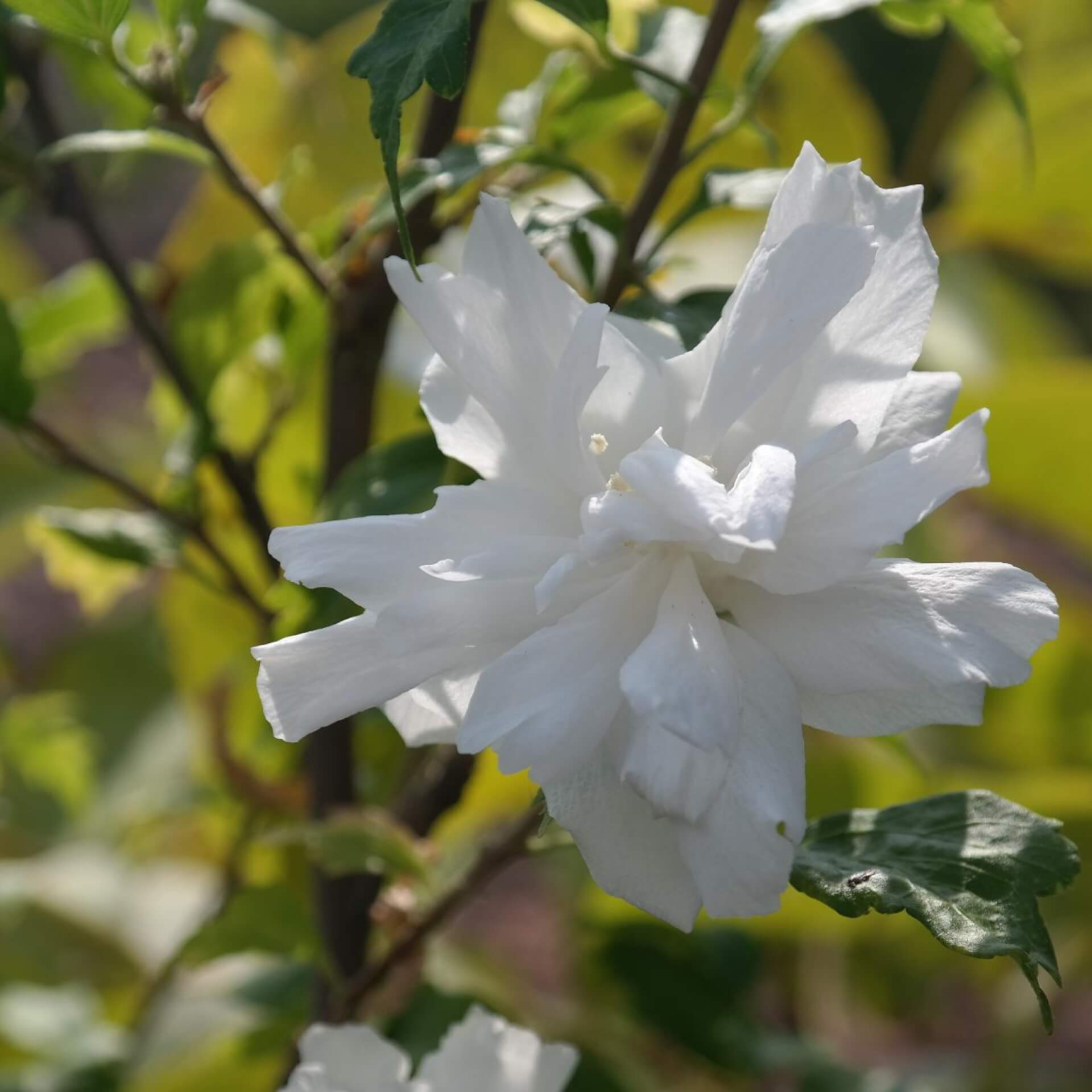 Garteneibisch 'White Chiffon' (Hibiscus syriacus 'White Chiffon')