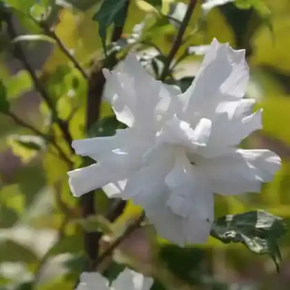 Foto von Garteneibisch 'White Chiffon' (Hibiscus syriacus 'White Chiffon')