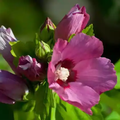 Foto von Garteneibisch 'Woodbridge' (Hibiscus syriacus 'Woodbridge')