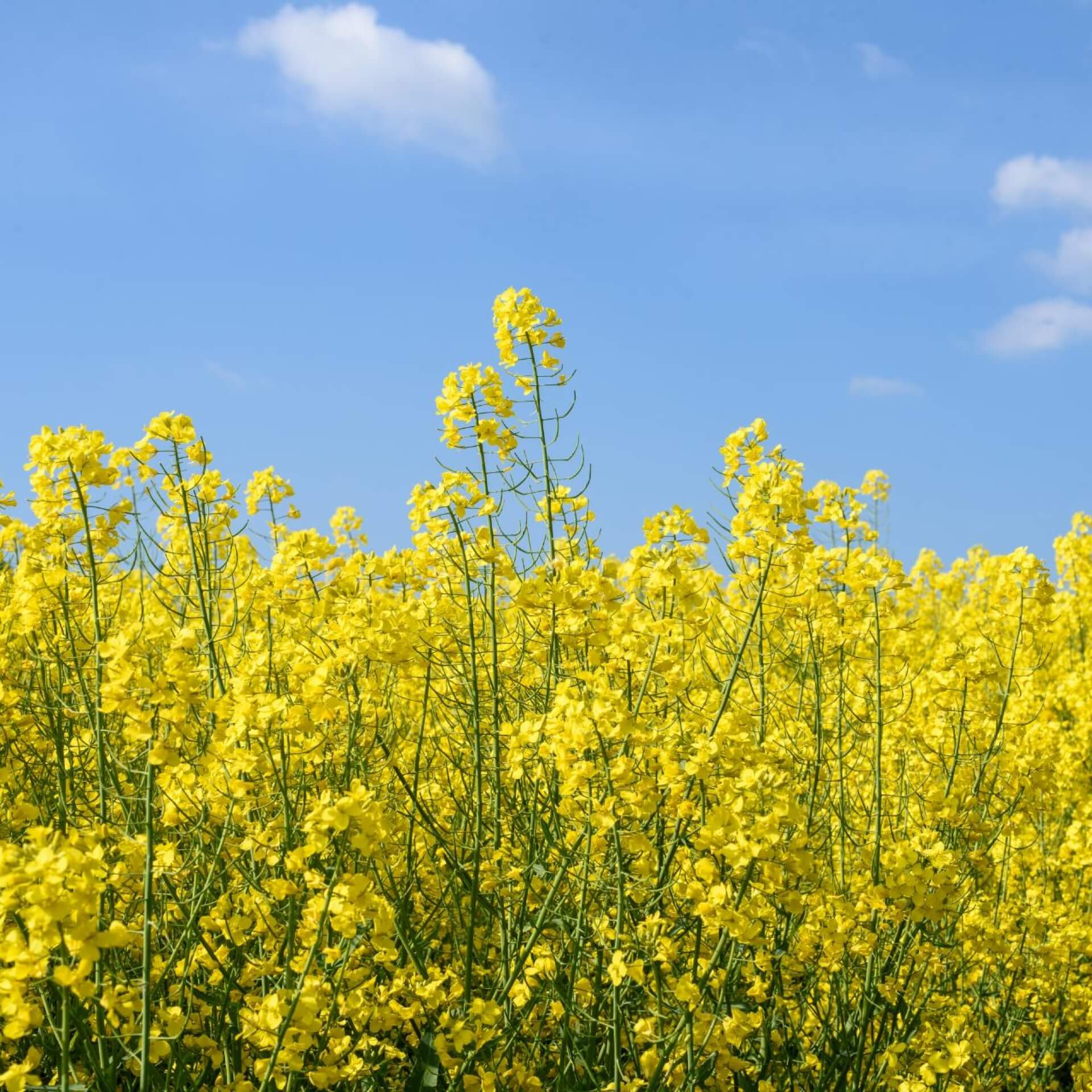 Raps (Brassica napus)