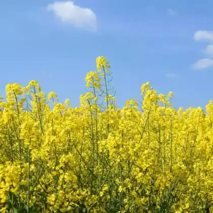 Foto von Raps (Brassica napus)
