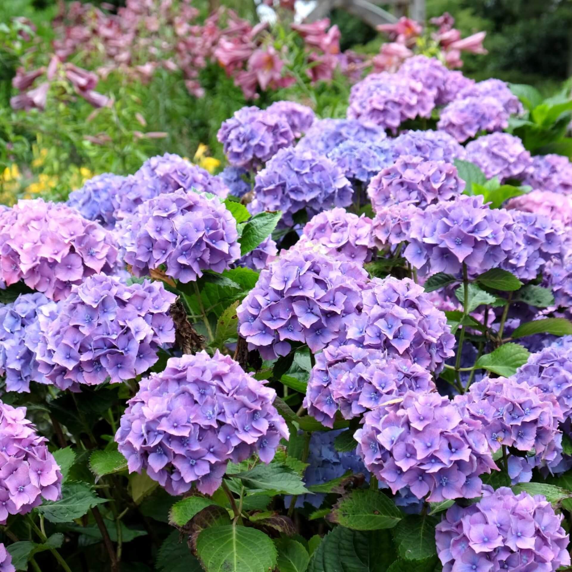 Ballhortensie 'Hamburg' (Hydrangea macrophylla 'Hamburg')