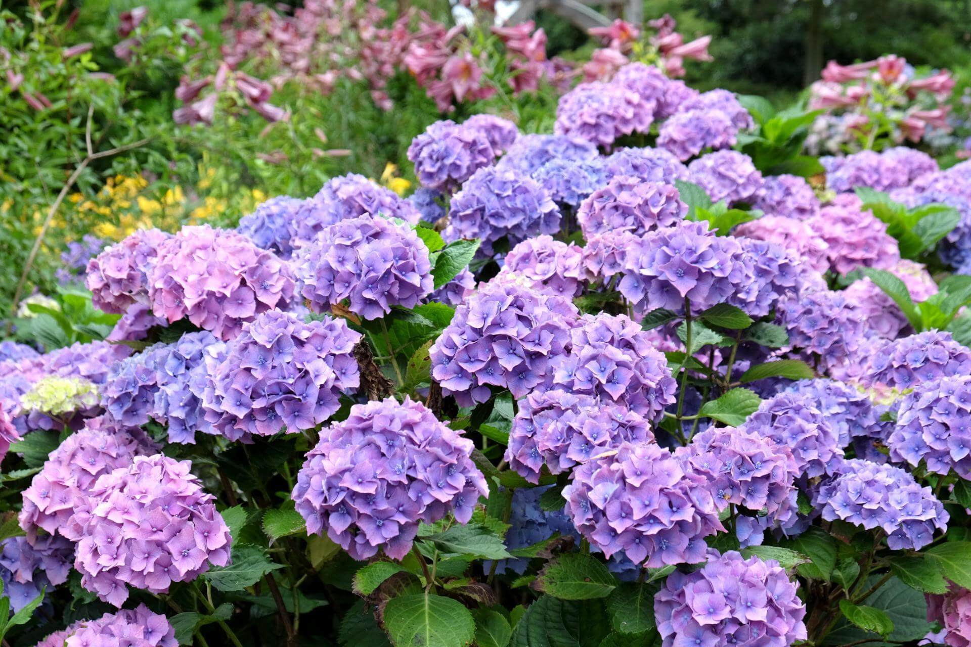 Ballhortensie 'Hamburg' / Hydrangea macrophylla 'Hamburg'