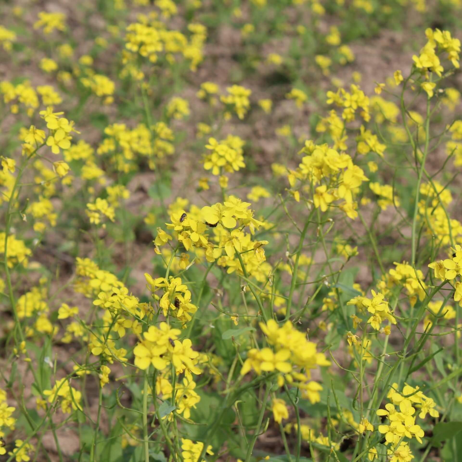 Schwarzer Senf (Brassica nigra)