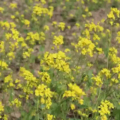 Foto von Schwarzer Senf (Brassica nigra)