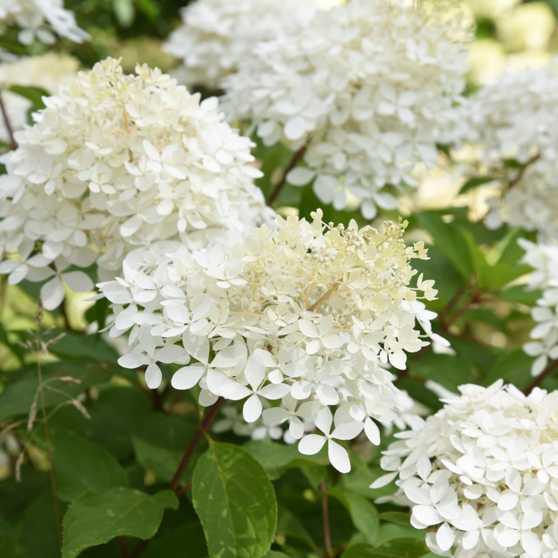 Rispenhortensie 'Phantom' (Hydrangea paniculata 'Phantom')