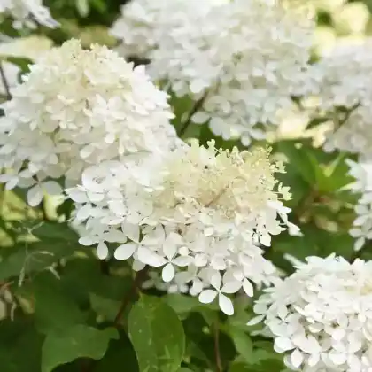 Foto von Rispenhortensie 'Phantom' (Hydrangea paniculata 'Phantom')