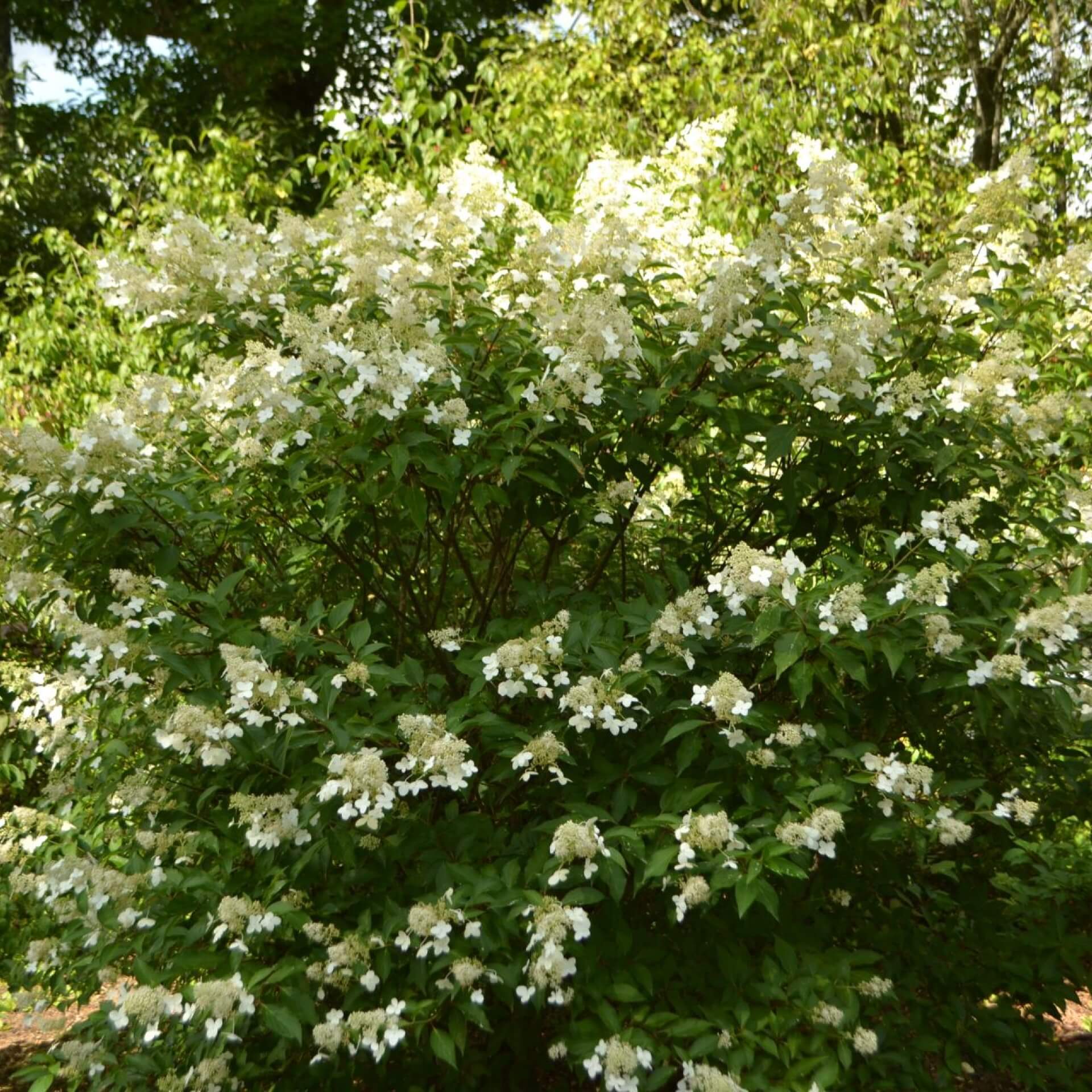 Rispenhortensie 'Unique' (Hydrangea paniculata 'Unique')