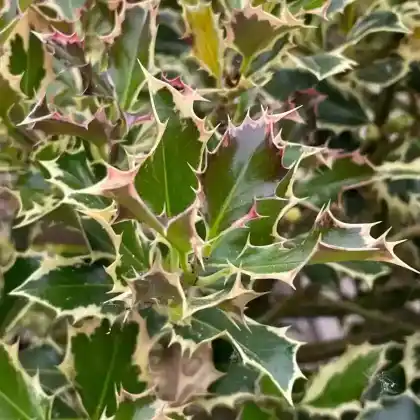 Foto von Weißbunte Stechpalme 'Argentea Marginata' (Ilex aquifolium 'Argentea Marginata')