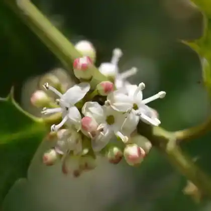 Foto von Stechpalme 'Ferox' (Ilex aquifolium 'Ferox')