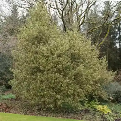 Foto von Gelbbunte Stechpalme 'Ferox Argentea' (Ilex aquifolium 'Ferox Argentea')