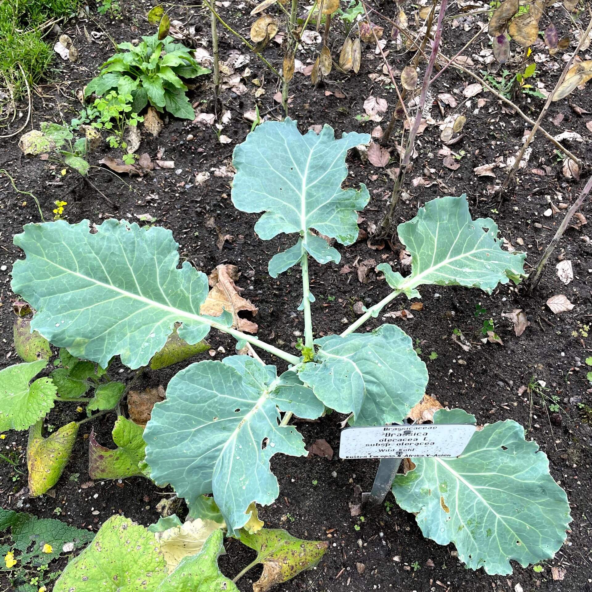 Gemüsekohl (Brassica oleracea)