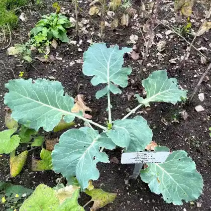 Foto von Gemüsekohl (Brassica oleracea)